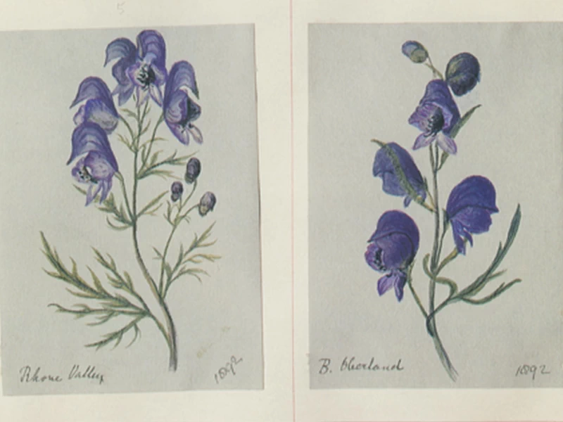 1820-Katherine Plunket - Illustrazioni botaniche di Aconitum dal volume Plunket